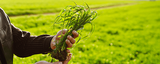 home-agroinsumos-clientes-aca